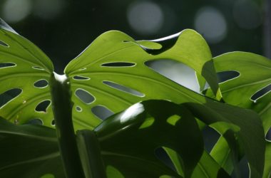 Monstera pokojovka pro každého