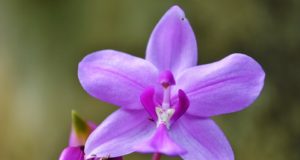 Problémy trápící pěstitele orchidejí a jejich řešení