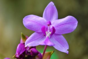 Problémy trápící pěstitele orchidejí a jejich řešení