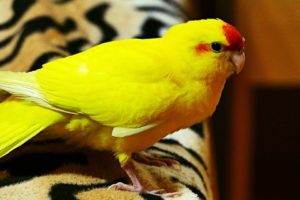 Důvody, proč si pořídit papouška kakariki