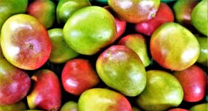 Mango je rostlina s dlouholetou historií, na jejíž vypěstování vám stačí jen pecka