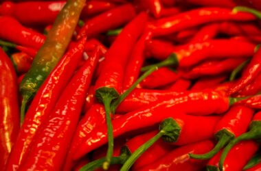 Zralé červené chilli papričky na keři