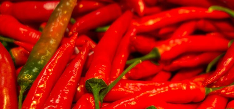 Zralé červené chilli papričky na keři