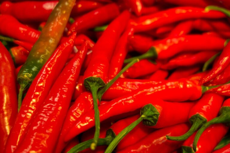 Zralé červené chilli papričky na keři