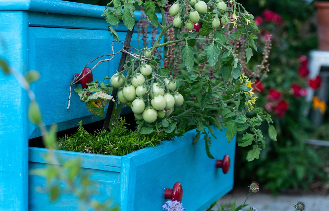 Jak pěstovat rajčata na balkóně: odrůdy Cherry a Marmande