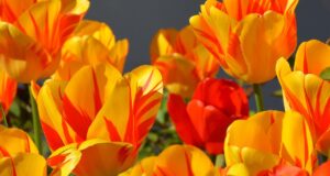 Pestré tulipány kvetoucí na zahradě na jaře