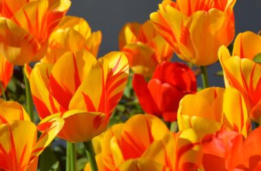 Pestré tulipány kvetoucí na zahradě na jaře