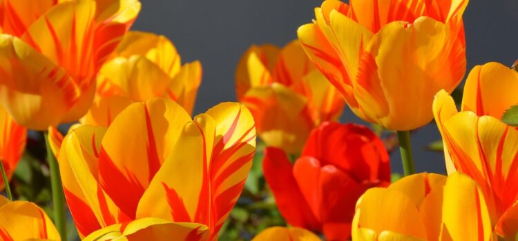 Pestré tulipány kvetoucí na zahradě na jaře