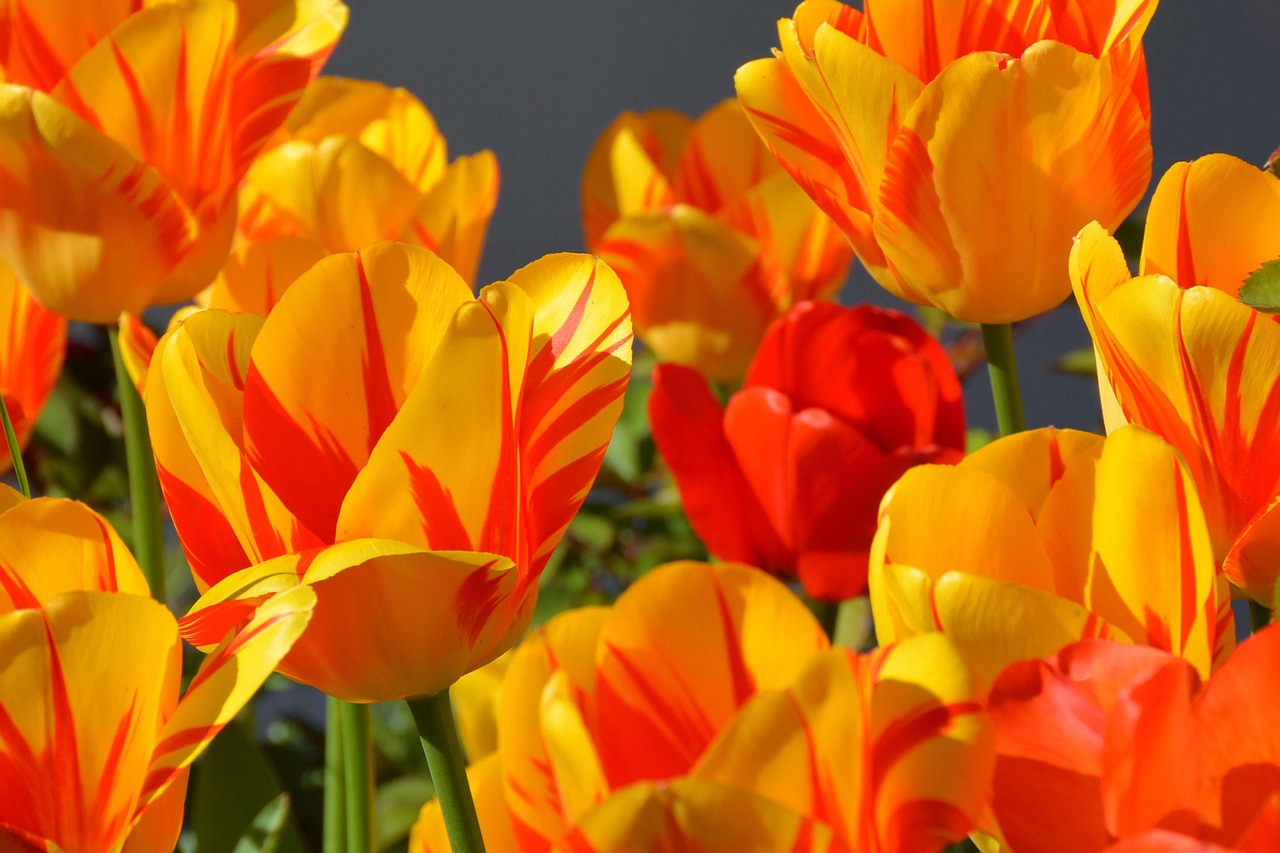 Jak pěstovat tulipány: výsadba cibulek, péče a přezimování