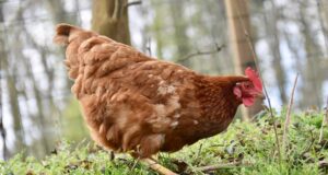 Stop kunám a dravcům: Jak účinně zabezpečit drůbež před predátory