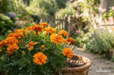Ilustrační fotografie k tématu afrikán (tagetes): pěstování a využití