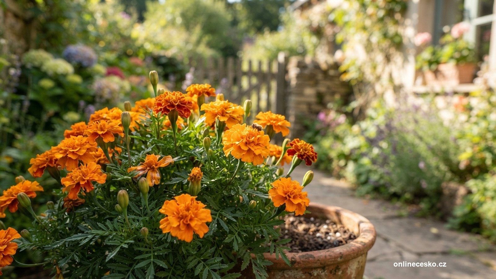 Afrikán (tagetes): pěstování a využití
