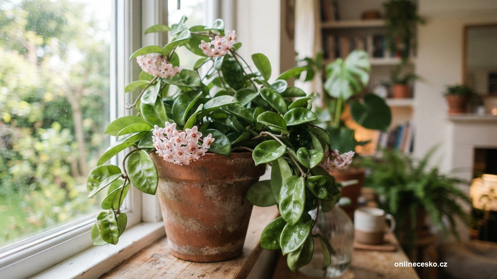 Hoya (voskovka): péče a kvetení